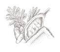 LIORAVI_B_ÆUFCAROTTES LIORAVI_B_ÆUFCAROTTES